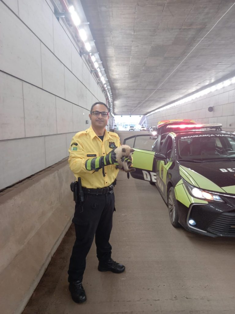 Agentes do Detran-DF salvam gatinho perdido no Túnel Rei Pelé